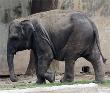 Asiatischer Elefant