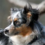 Australian Shepherd