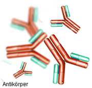 Autoimmunerkrankung verursacht durch Antikörper