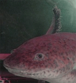 Axolotl