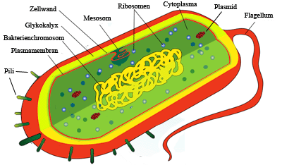 Die Zellorganellen der Bakterienzelle