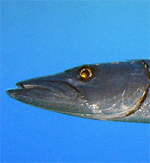 Barracuda