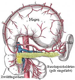 Lage der Bauchspeicheldrse