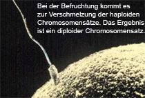 Befruchtung einer Eizelle durch ein Spermium