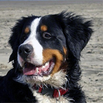 Berner Sennenhund