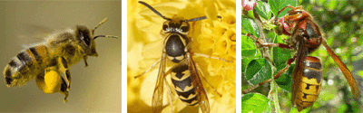 Biene, Wespe und Hornisse