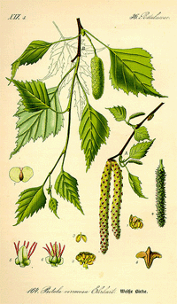 Abbildung von Blüte, Ast, Früchten und Blätter der Birke