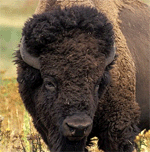 Bison