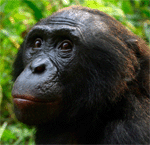 Bonobo