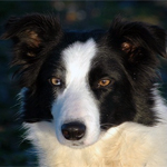 Border-Collie