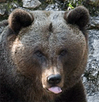 Braunbär