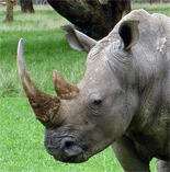 Breitmaulnashorn