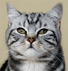 Britisch-Kurzhaar Katze