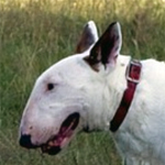 Bullterrier