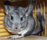 Chinchilla