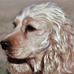 Cocker Spaniel