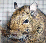 Degu