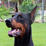 Dobermann