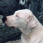 Dogo Argentino