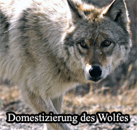 Domestizierung des Wolfes