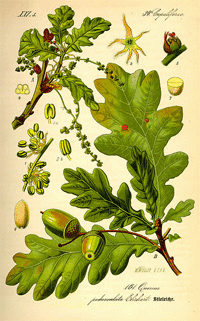 Abbildung von Ast, Blätter, Früchte und Eicheln der Eiche