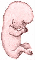 Embryo in der 9. SSW