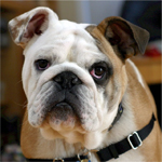 Englische Bulldogge