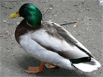 Ente