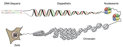 Verpackung der DNA-Sequenz