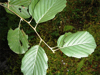 Blätter einer Erle