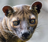 Fossa