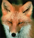 Fuchs