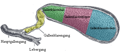 Aufbau der Gallenblase