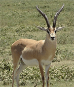 Gazelle