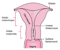 Der Geburtskanal