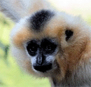 Gibbon