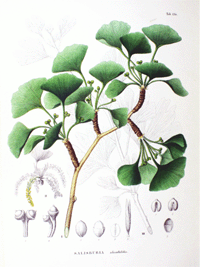 Abbildung von Ast und Blättern des Ginkgobaumes
