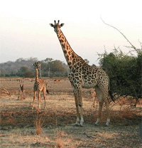 Giraffe