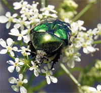 Goldglänzender Rosenkäfer