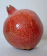 Der Granatapfel