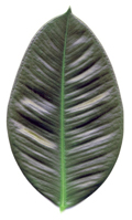 Abbildung eines Blattes vom Gummibaum