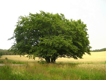 mittelgroße Hainbuche