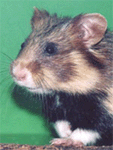 Hamster