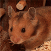 Hamster