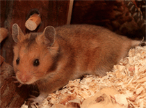 Hamster