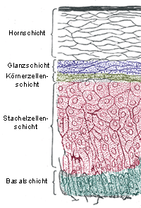 Aufbau der Epidermis