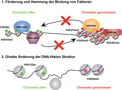 Histonmodifikation