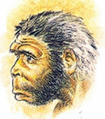 Ein männlicher H. heidelbergensis