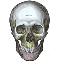 Schädel eines Homo sapiens