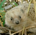 Igel